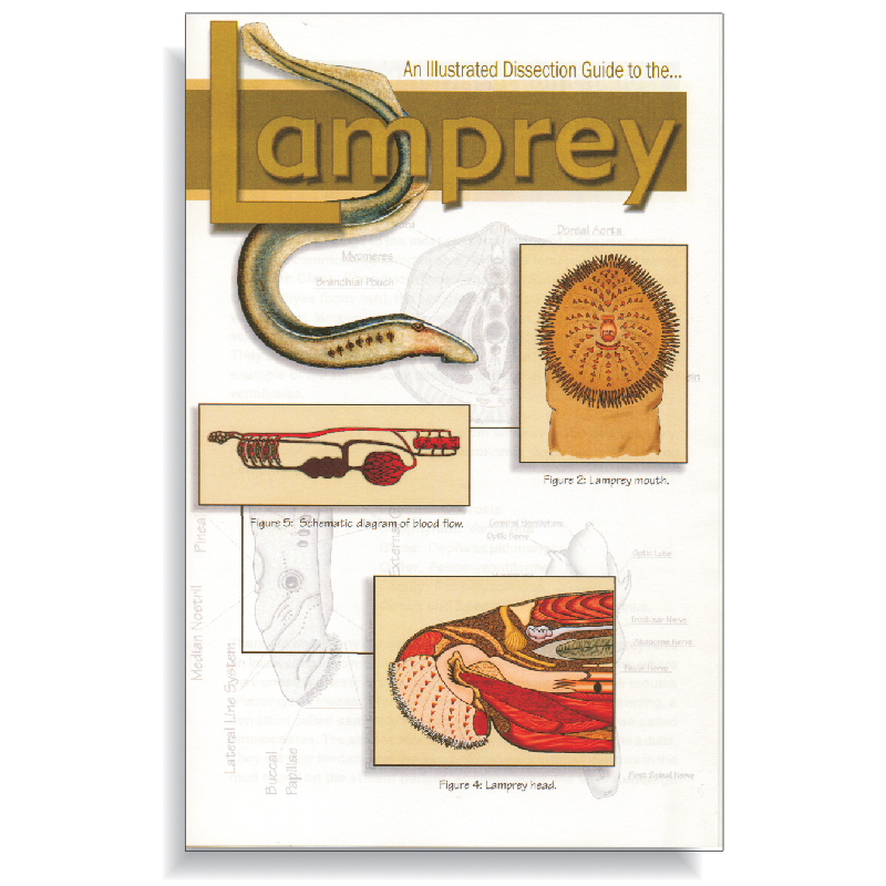 Lamprey Internal Anatomy Diagram