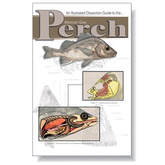 Dissection Guide - Perch