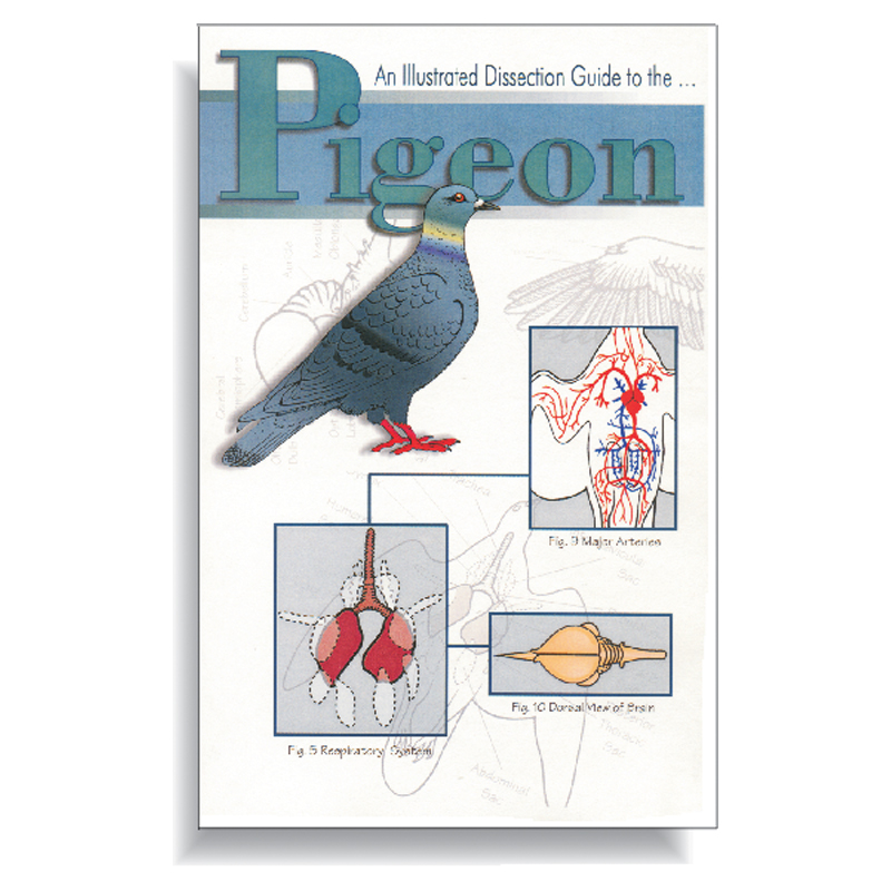 Dissection Guide - Pigeon