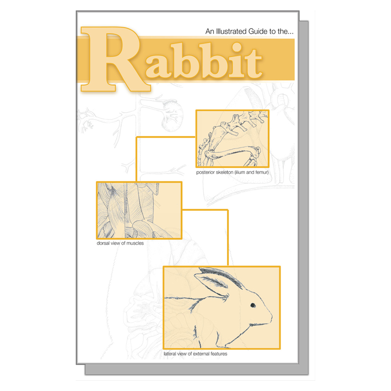 Dissection Guide - Rabbit