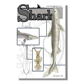 Dissection Guide - Shark