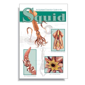Dissection Guide - Squid