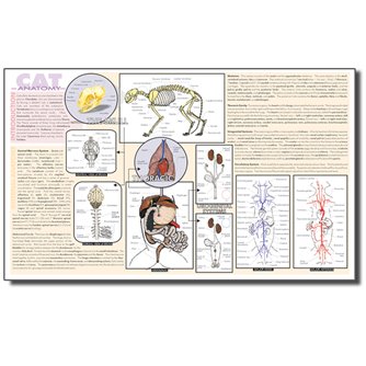 Dissection Mat - Cat