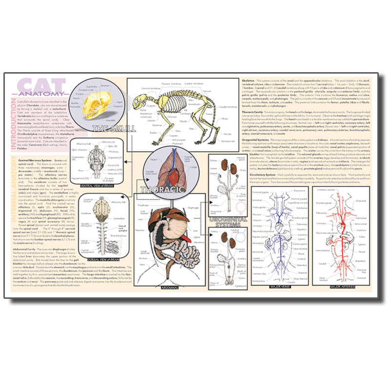 Dissection Mat - Cat