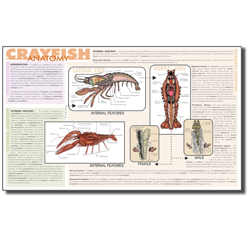 Dissection Mat - Crayfish
