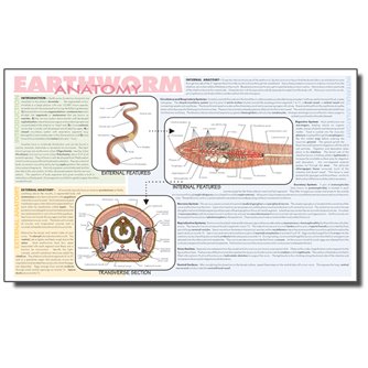 Dissection Mat - Earthworm