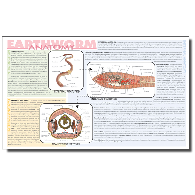 Dissection Mat - Earthworm