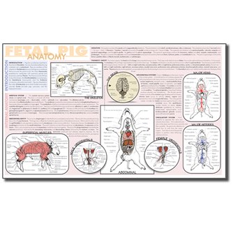 Dissection Mat - Fetal Pig