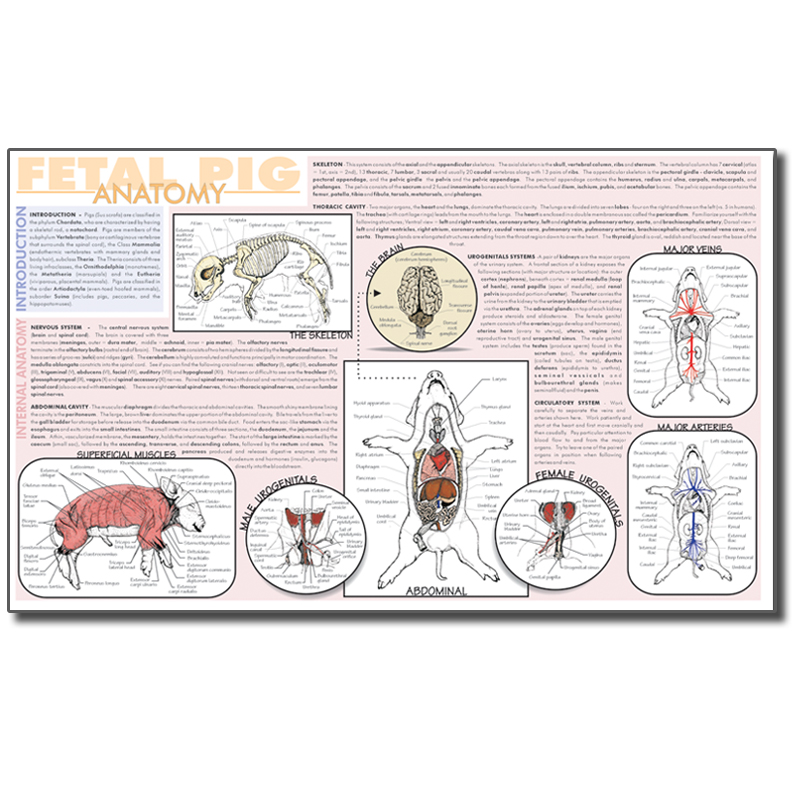 Dissection Mat - Fetal Pig