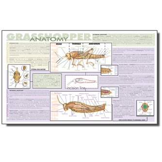 Dissection Mat - Grasshopper