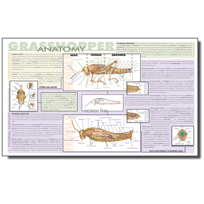 Dissection Mat - Grasshopper