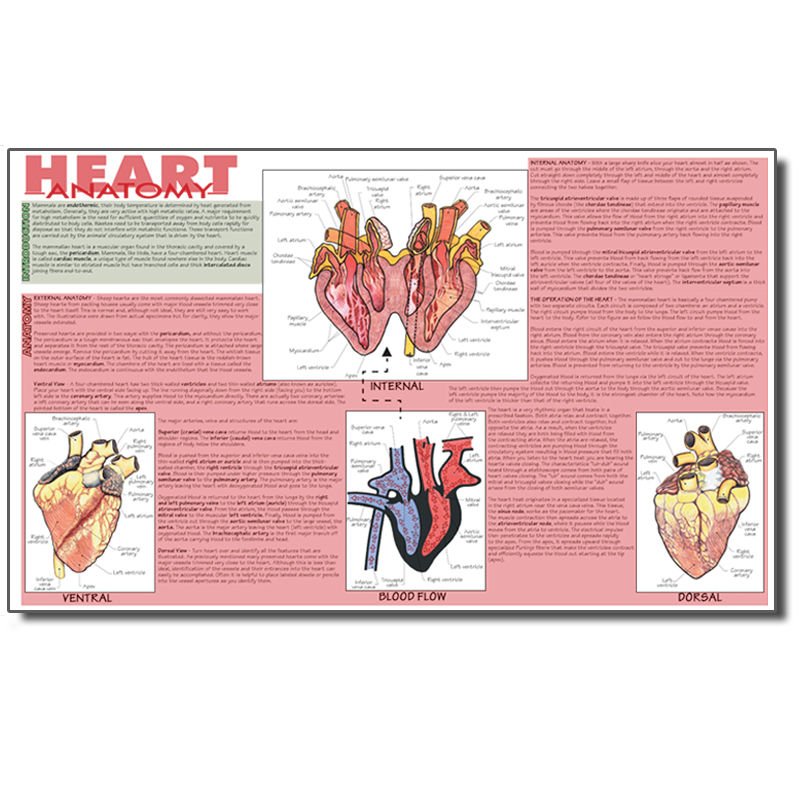 Dissection Mat - Mammalian Heart