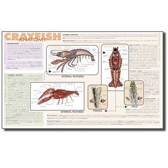 Dissection Mats - Set of 12