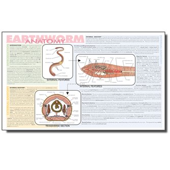 Dissection Mats - Set of 12