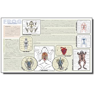 Dissection Mats - Set of 12