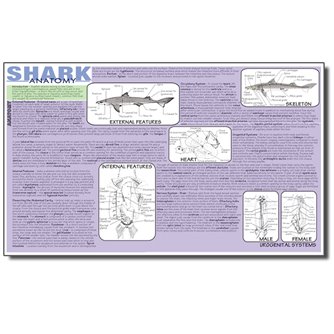 Dissection Mat - Shark