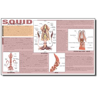 Dissection Mat - Squid