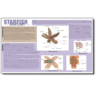 Dissection Mat - Starfish