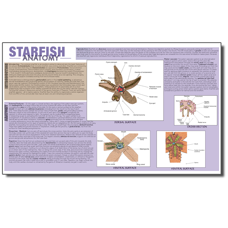 Dissection Mat - Starfish