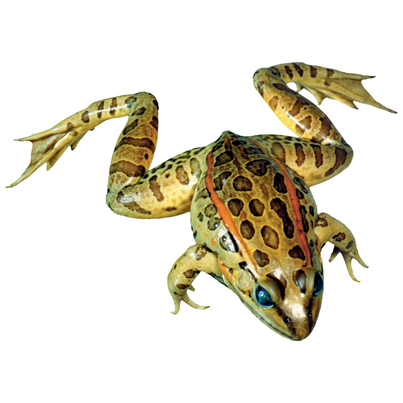 Grassfrog - Formalin Free Plain
