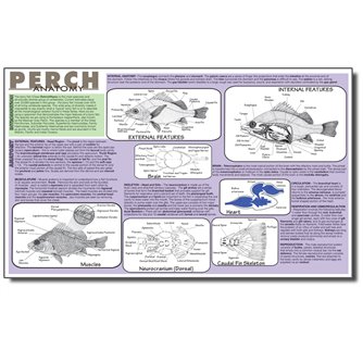 Dissection Mat - Perch