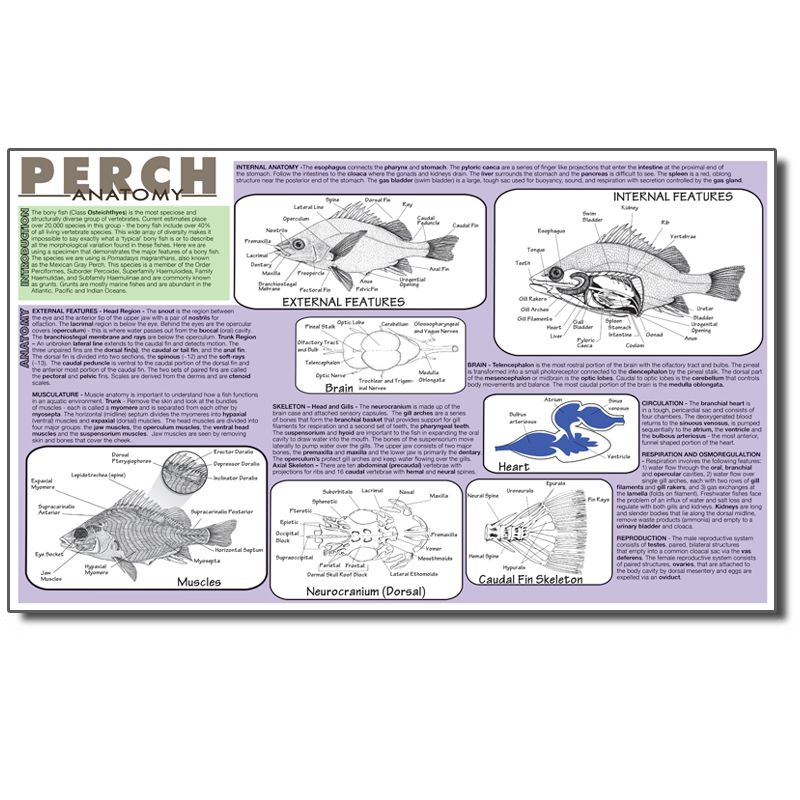 Dissection Mat - Perch