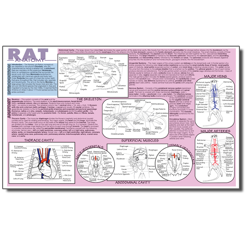 Dissection Mat - Rat