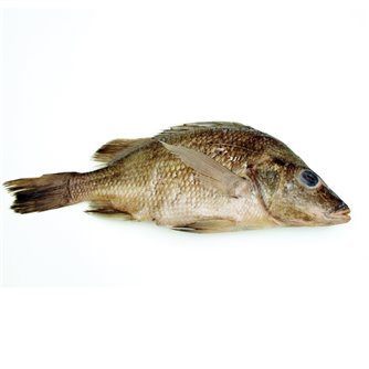 Perch - Formalin Free