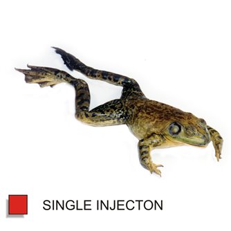 Bullfrog - Formalin Single