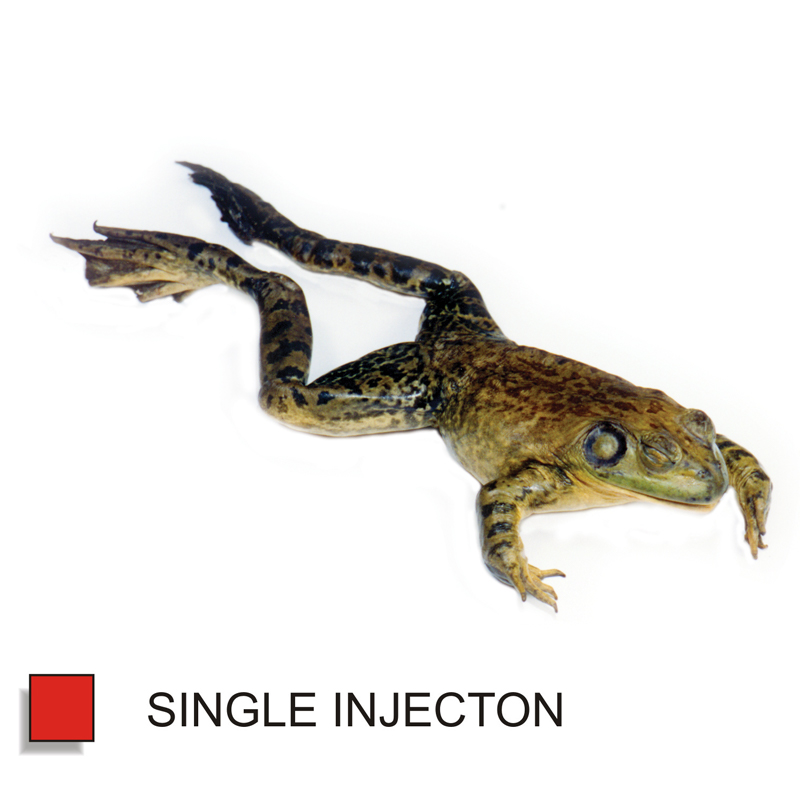 Bullfrog - Formalin Single