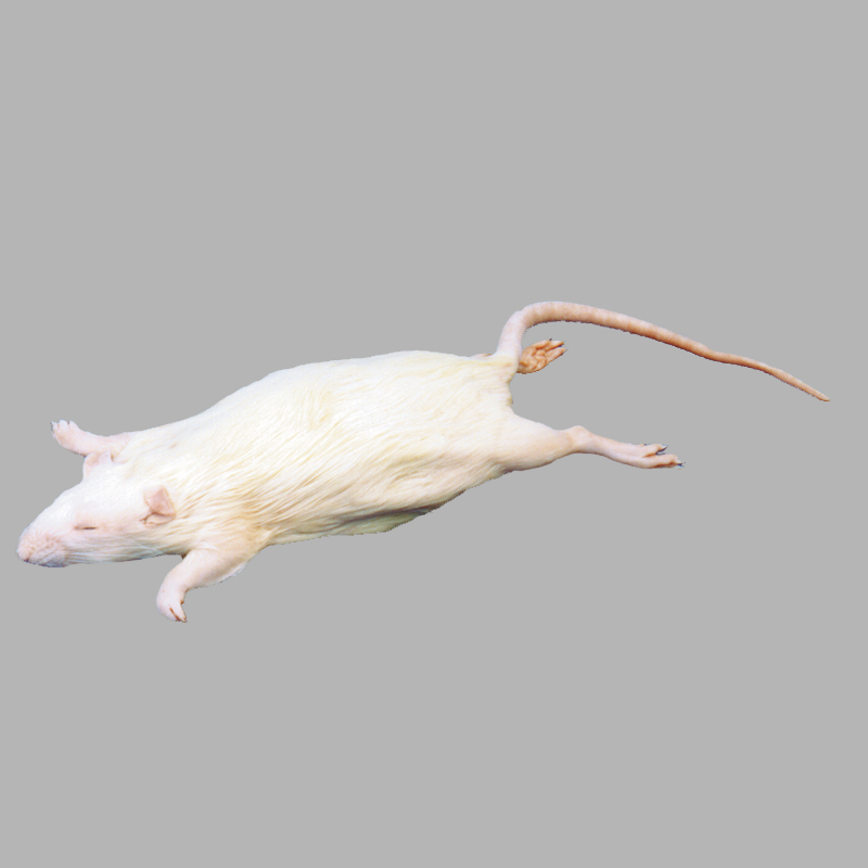 Rats - Formalin Free Plain