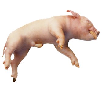 Fetal Pigs - Formalin Free Plain