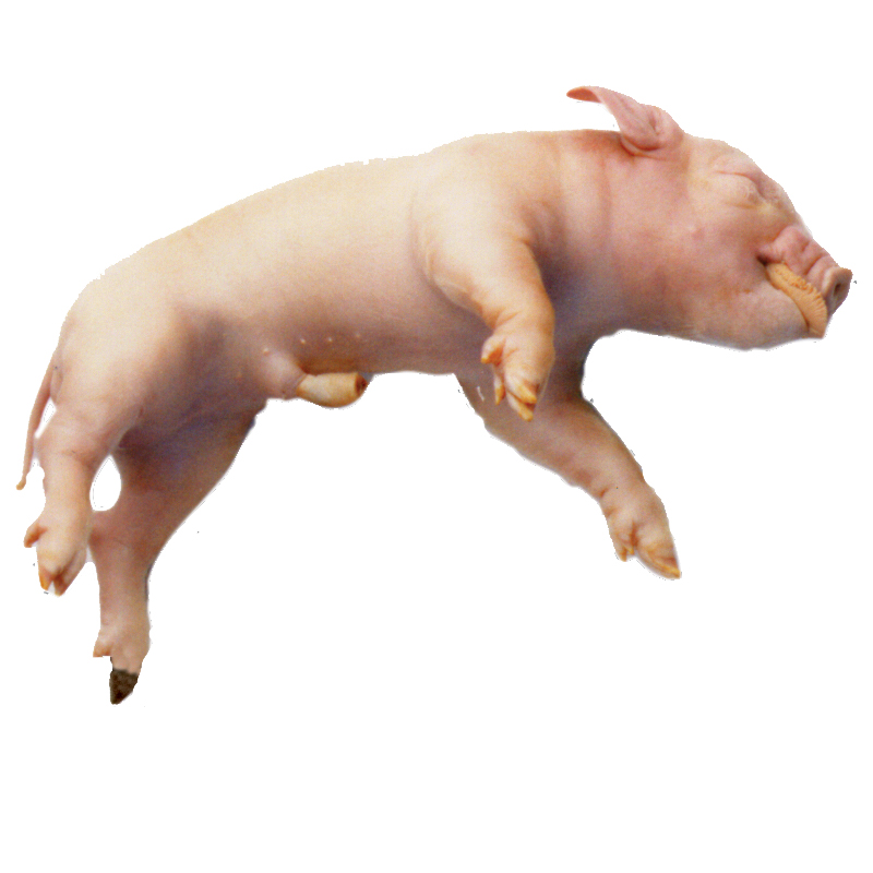 Fetal Pigs - Formalin Free Plain