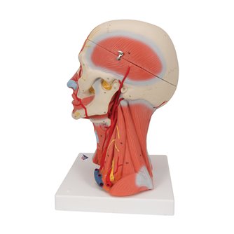 Head & Neck Musculature 5-Part