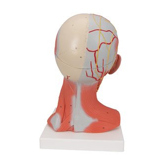 Head & Neck Musculature 5-Part