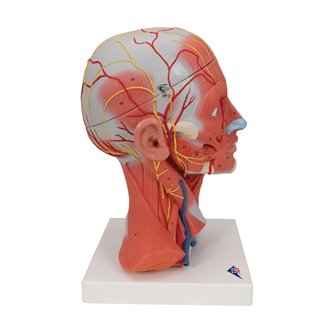 Head & Neck Musculature 5-Part