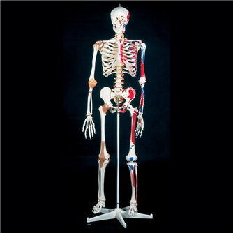 Super Human Skeleton - Sam