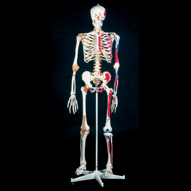 Skeleton Model Sam