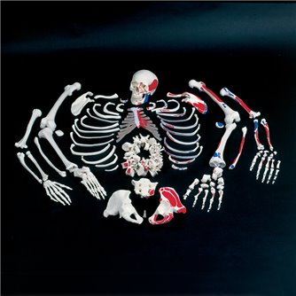 Disarticulated Painted Full Skeleton