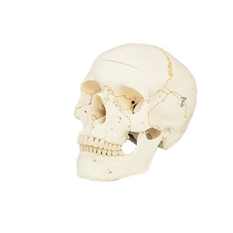 Numbered Skull