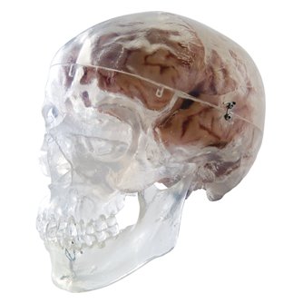Transparent Skull