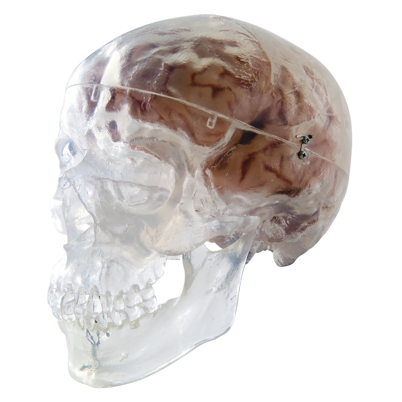 Transparent Skull