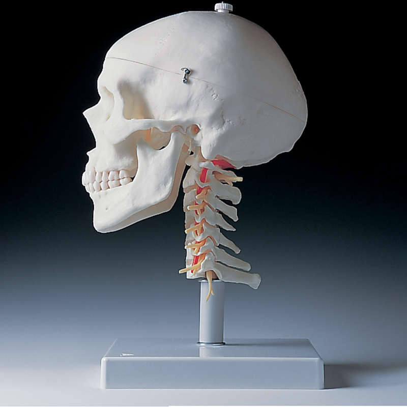 Skull on Cervical Spine