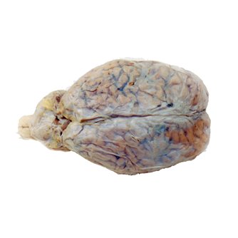 Beef Brain