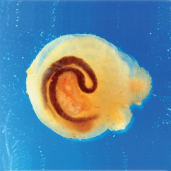 Sea Squirt - Molgula