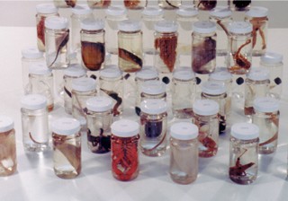 Biology Specimens