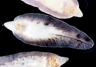 Liver Fluke -Sheep, Fasciola