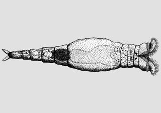 Rotifers