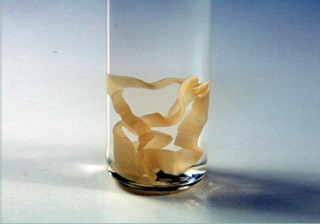 Tapeworm - Dog, Dipylidium