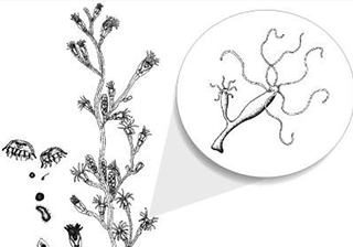 Hydra - Budding